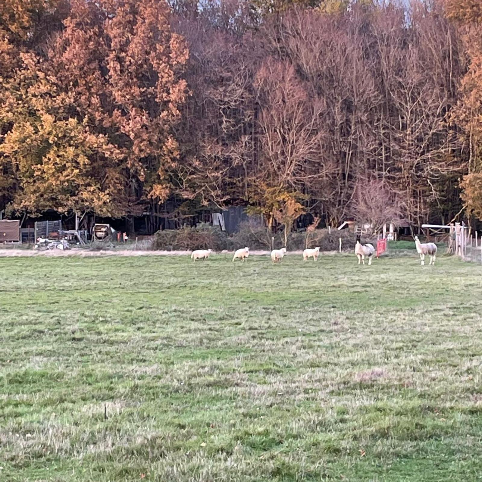 La Fermette Aux Lamas Savigny-Lévescault Exteriör bild