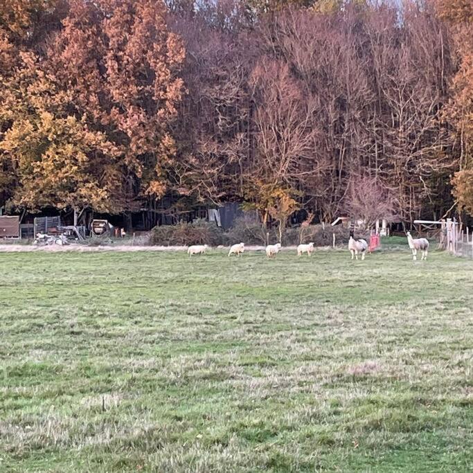 La Fermette Aux Lamas Savigny-Lévescault Exteriör bild