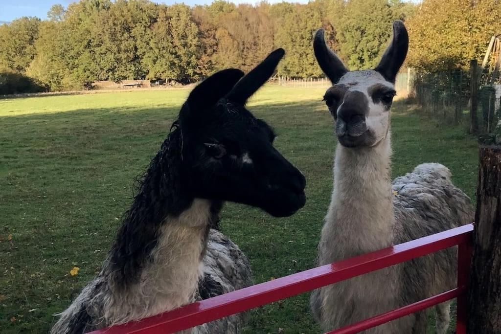 La Fermette Aux Lamas Savigny-Lévescault Exteriör bild